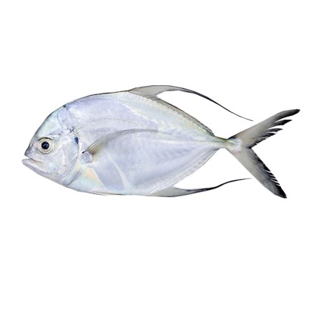 Kuwe (Fish).jpg